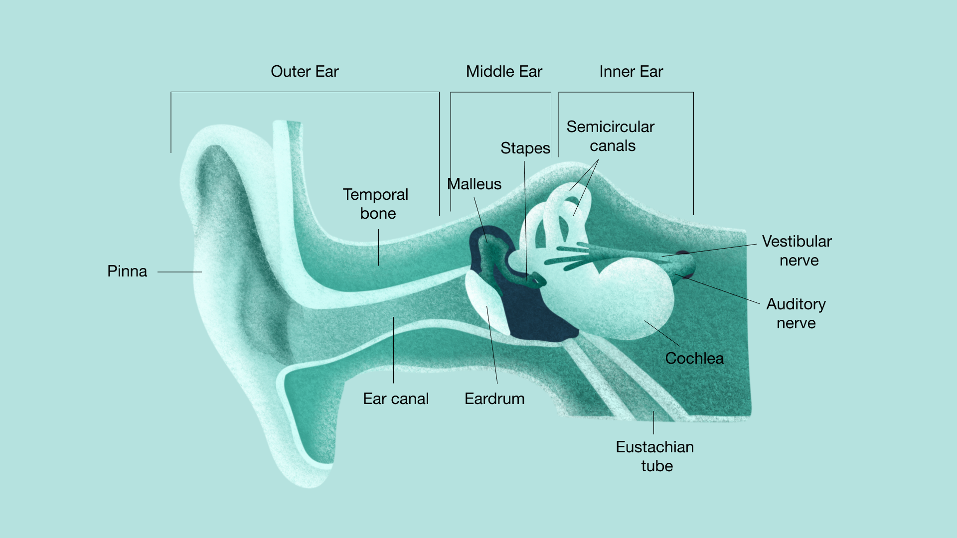 Diagram of the inner ear taken from open source material at the National Institute on Deafness and other Communication Disorders.